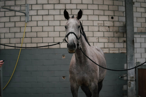 What is proprioception in horses and how to improve it