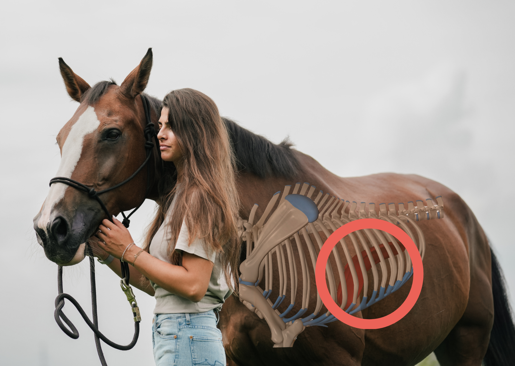Dull Coat, Slow Shedding, and the Vet Finds Nothing. Does Your Horse Need a Detox?