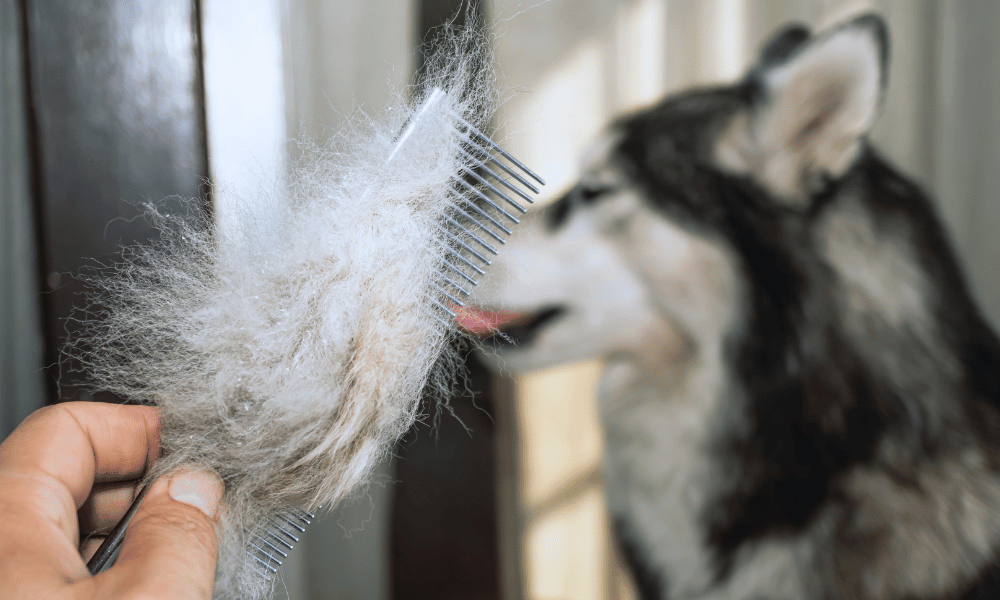 dog shedding