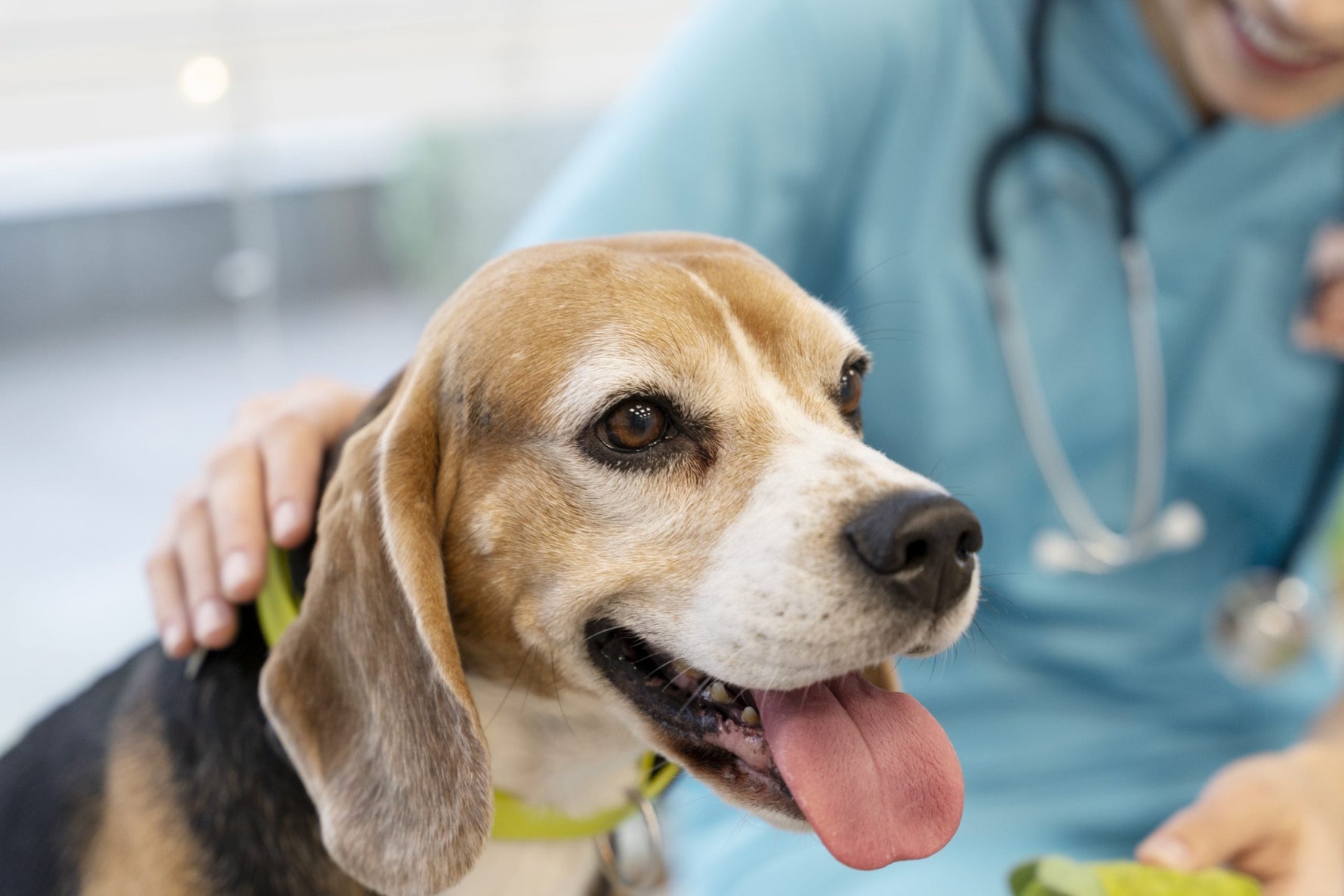 Gal overgeven honden