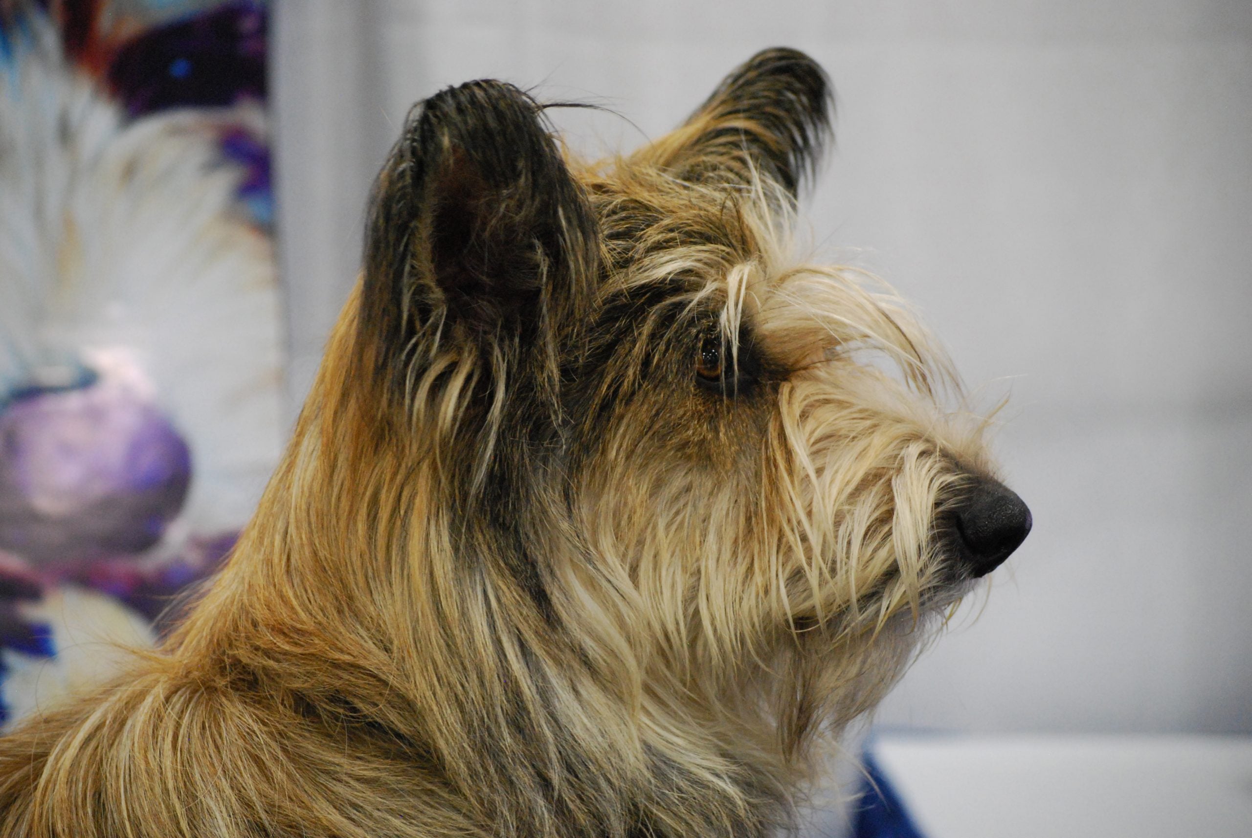 Haaruitval bij honden