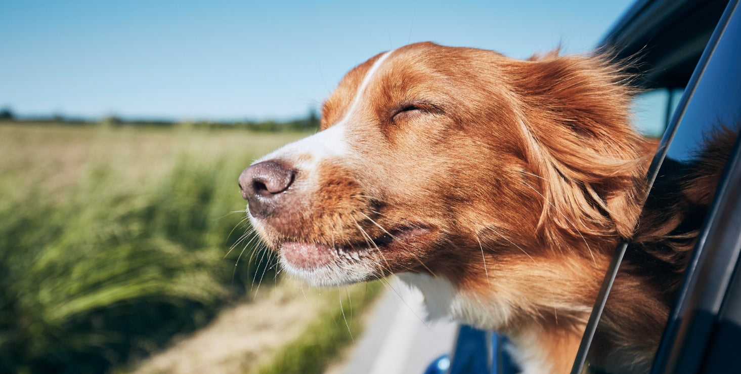 Hond die hoofd uit raam steekt