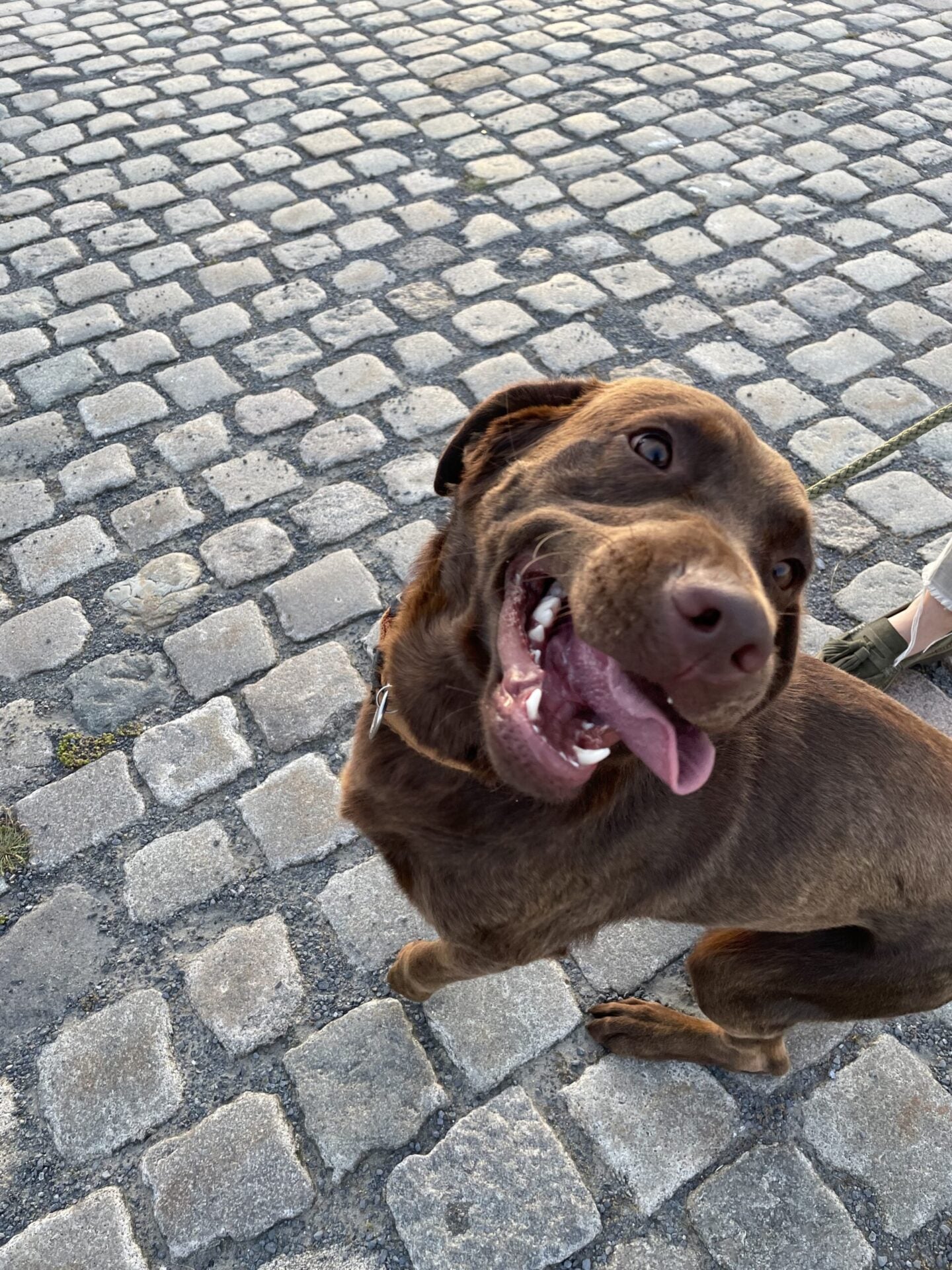 Our feeding guide helps to avoid dog overweight
