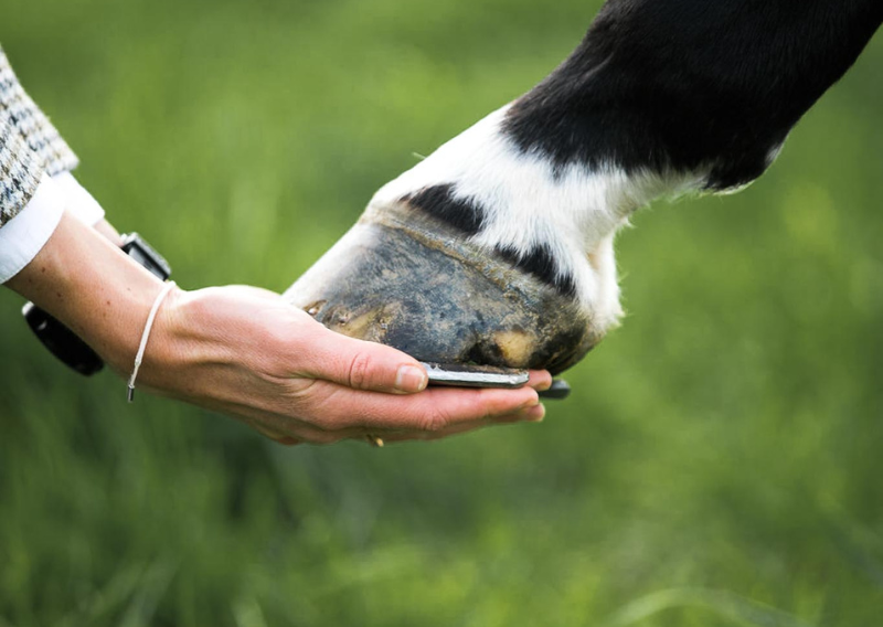 Horse hoof laminitis