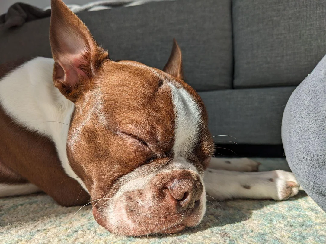Natural tranquilliser for stressed dogs