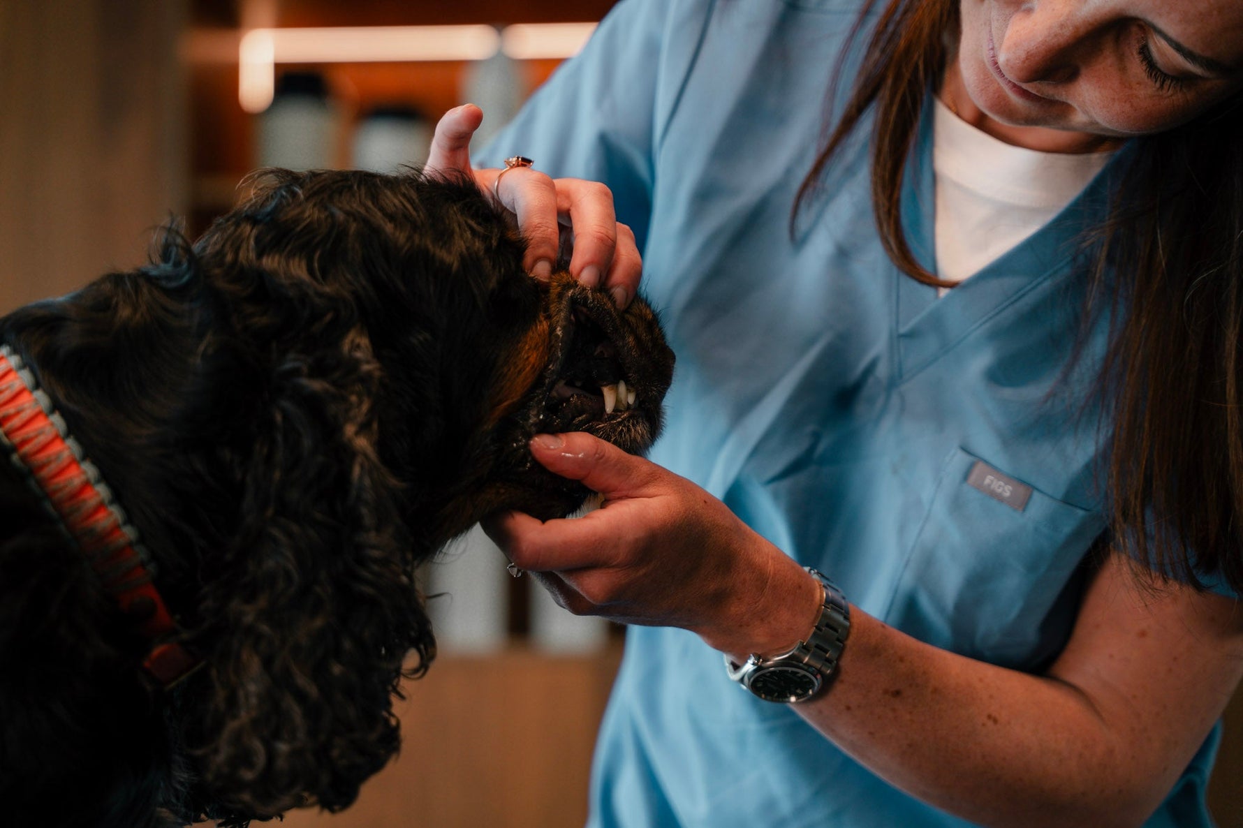Five good reasons to stop feeding your dog meat