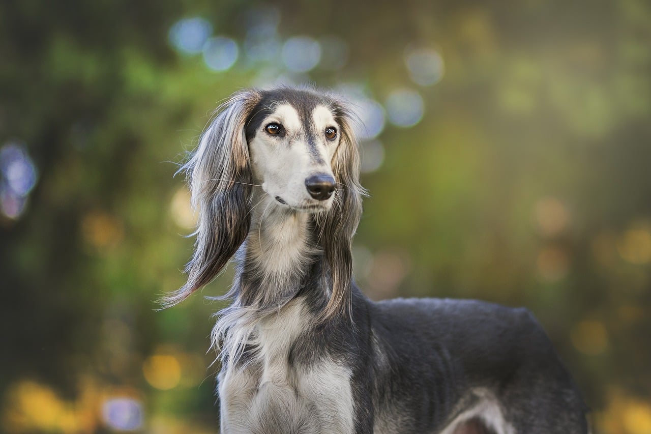 Nut van vitaminesupplementen voor honden