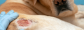 What are the causes of skin allergies in dogs?