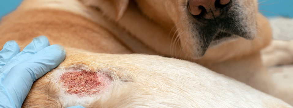 What are the causes of skin allergies in dogs?