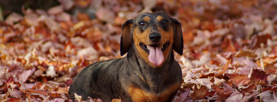 6 Tips to prepare your pet for autumn