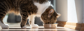 Is grain-free cat food healthy?
