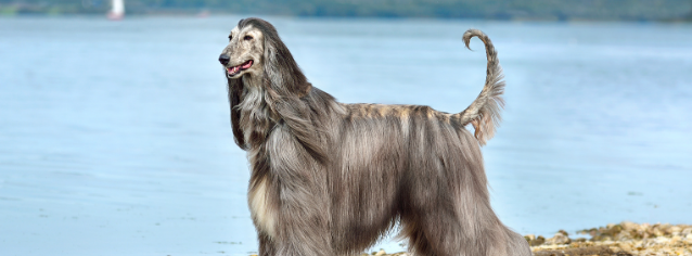 All about Afghan hound - Character & Care