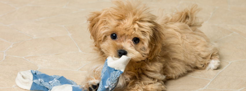 Is the Maltipoo hypoallergenic | Imby Pet Food