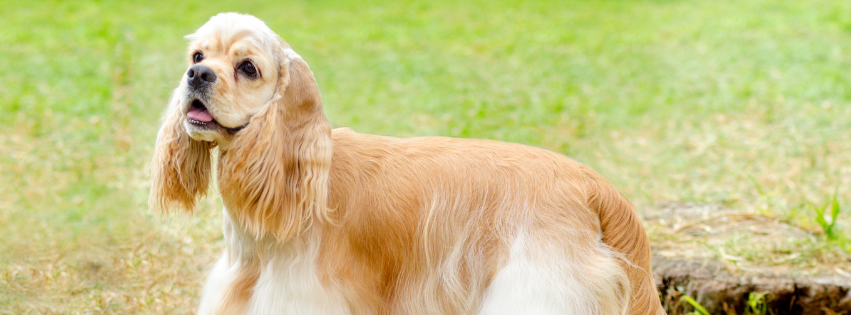 All about American Cocker Spaniel - Character & Care