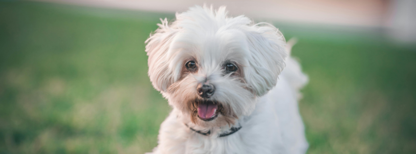 Is the Maltese hypoallergenic?