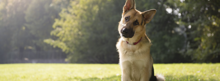 Why do dogs sniff?