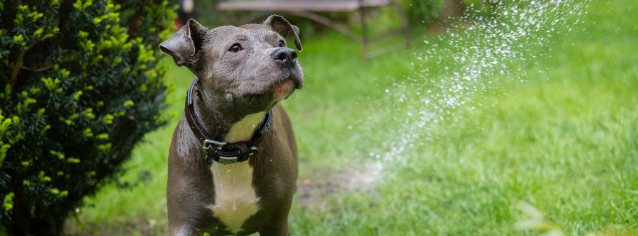All about American Staffordshire Terrier - Character & Care