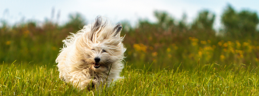 Coton de Tulear: history, character and care