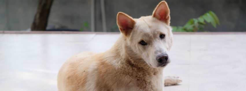 The Canaan dog: characteristics, training and care