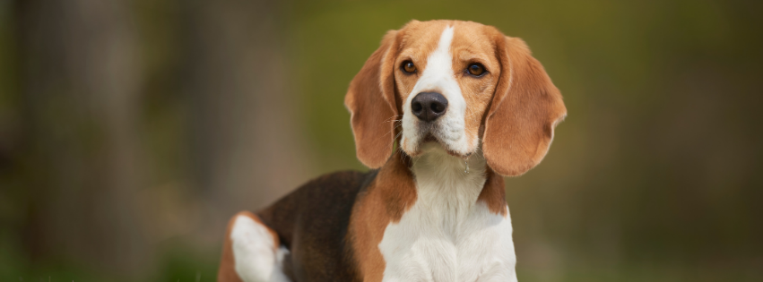 All about Beagle Harrier - Character & Care