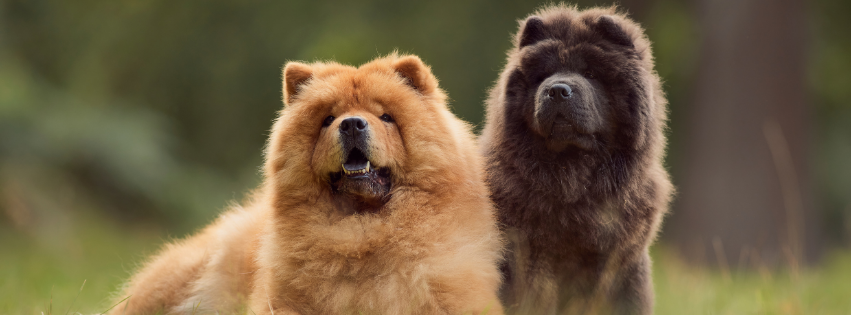 Chow Chows: history, character and care
