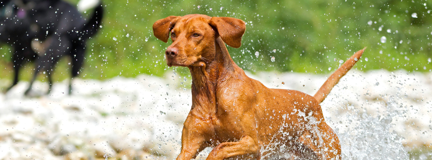 Vizsla: history, character and care
