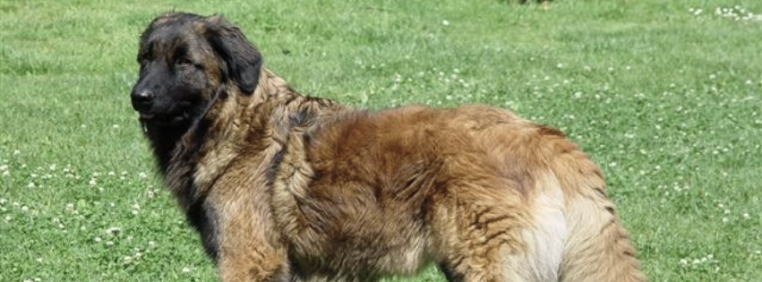Cao da Serra da Estrela: characteristics, training and care