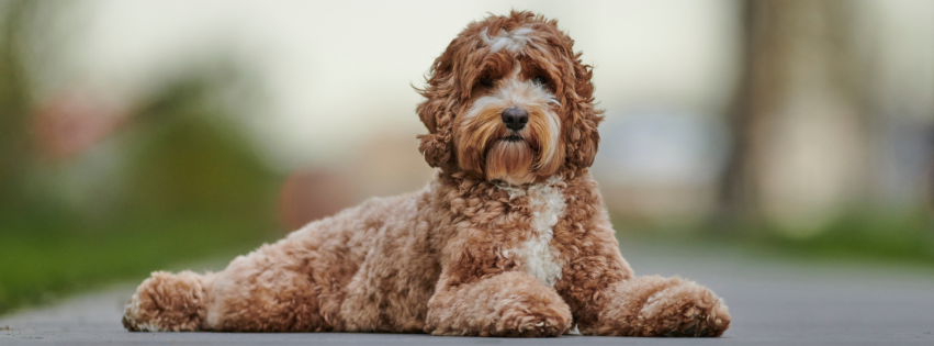 Is the Labradoodle hypoallergenic?