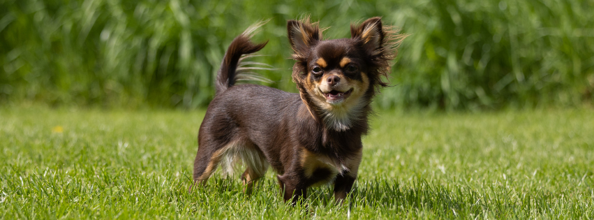 Chihuahua: history, character and care