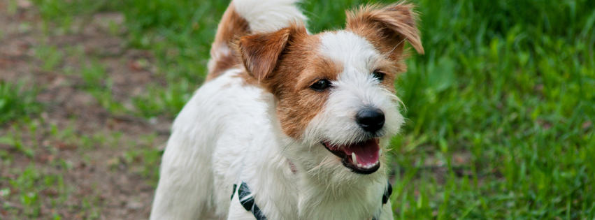 Is the Jack Russell hypoallergenic | Imby Pet Food