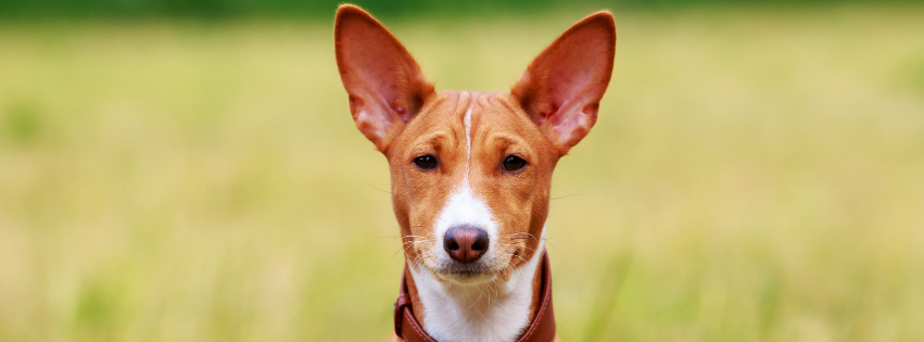 All about Basenji - Character & Care