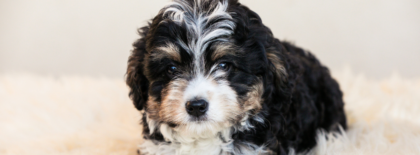 Is the Bernedoodle hypoallergenic | Imby Pet Food