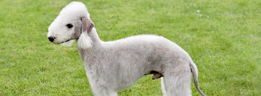All about Bedlington terrier - Character & Care