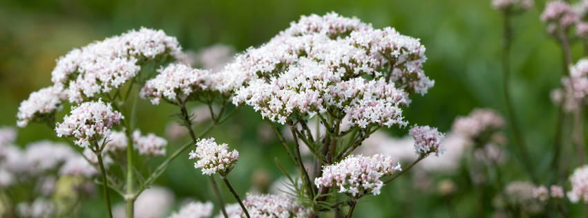 Valerian Dog: naturally reducing anxiety in your dog