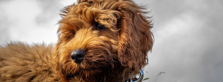 Is the Cockapoo hypoallergenic | Imby Pet Food
