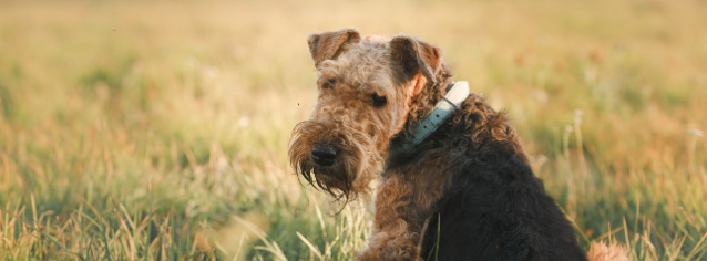 All about Airedale terriers - Character & Care