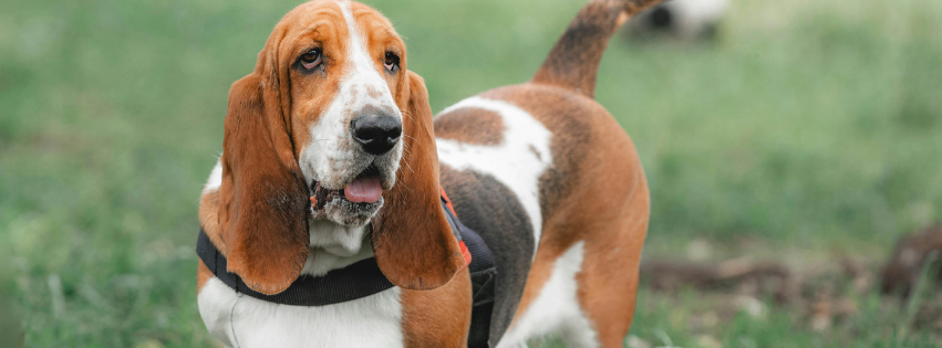 Why is my dog gagging phlegm? Causes and solutions for this problem
