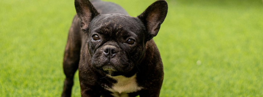 Is the French Bulldog hypoallergenic | Imby Pet Food