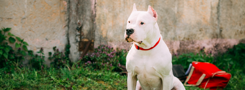 All about Argentine Dog - Character & Care