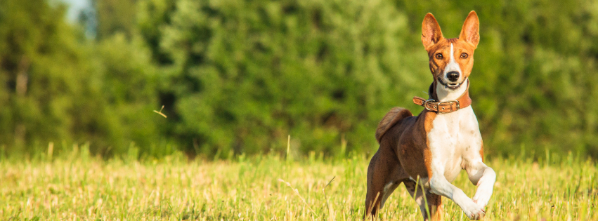 Natural laxative for dogs: solution to constipation
