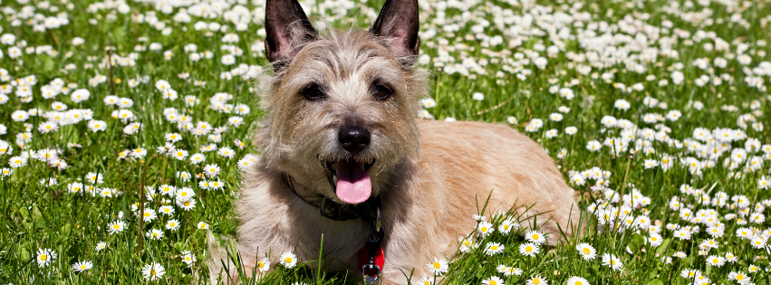 Cairn Terrier: characteristics, training and care