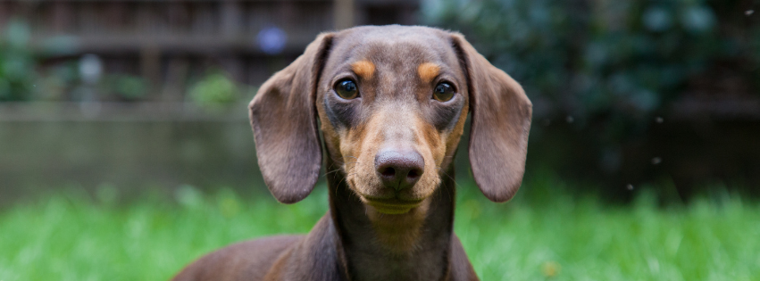Is the Dachshund hypoallergenic?