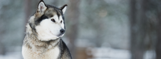All about Alaskan malamute - Character & Care