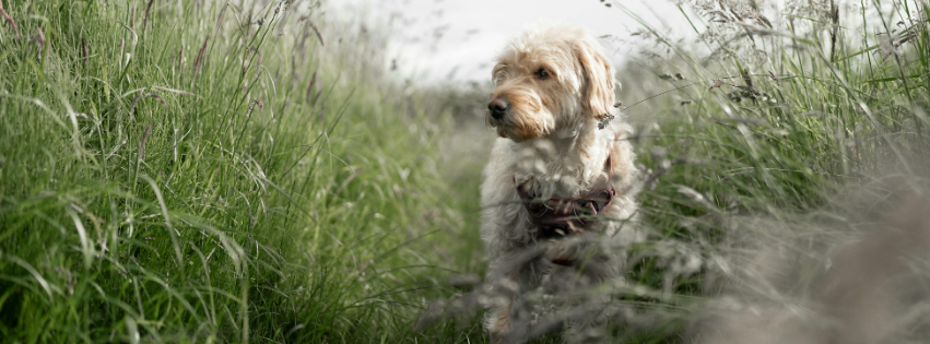 All about Barbet - Character & Care