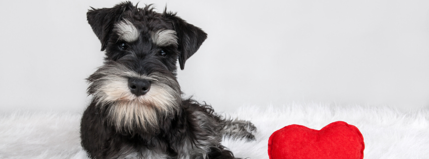 Schnauzer: history, character and care