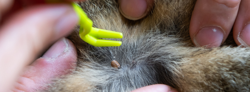 Removing a tick from your dog: Safe and Effective Action