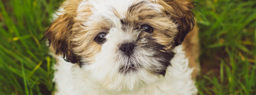 Is the Shih Tzu hypoallergenic?