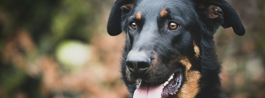 All about Beauceron - Character & Care