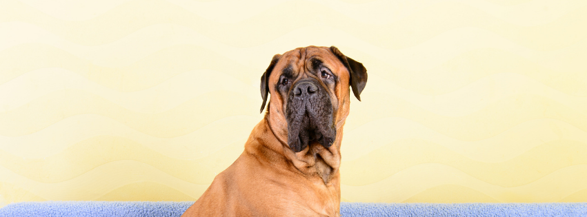 Bullmastiff: characteristics, training and care