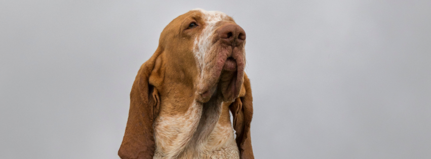 Bracco Italiano: history, character and care